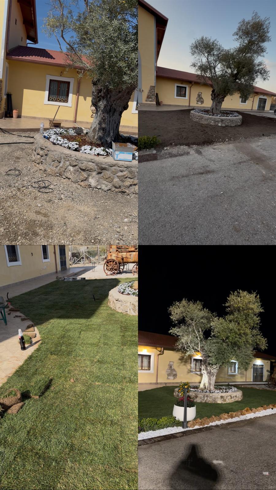 Fasi trasformazione giardino con ulivo
